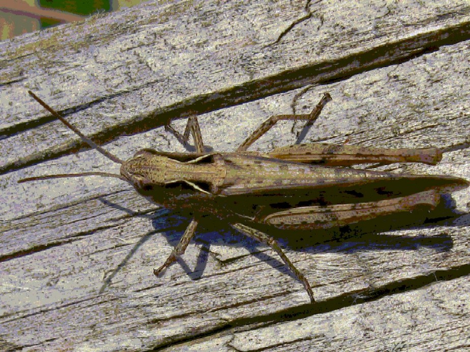 Ortotteri delle Orobie valtellinesi (Sondrio)